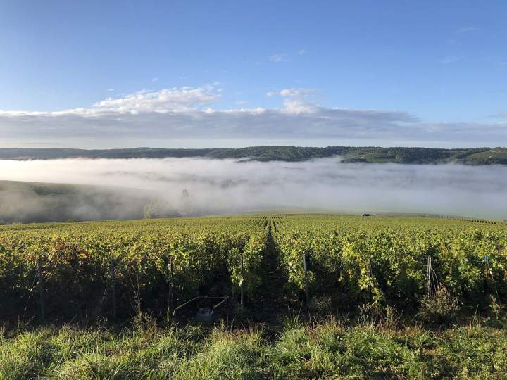 Producteur de champagne Celles-sur-Ource
