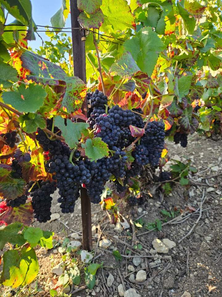 Grappes de raisin en maturation Celles-sur-Ource