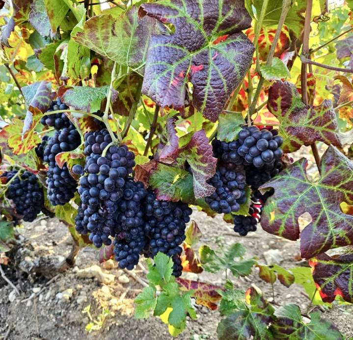 Grappes de raisin de cuve Celles-sur-Ource
