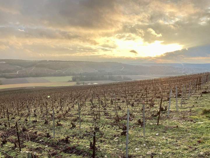 Vignoble Celles-sur-Ource