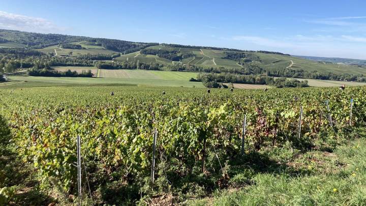 Vigneron Celles-sur-Ource