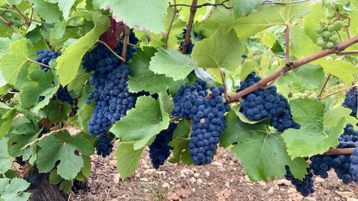 Grappes de raisin Celles-sur-Ource
