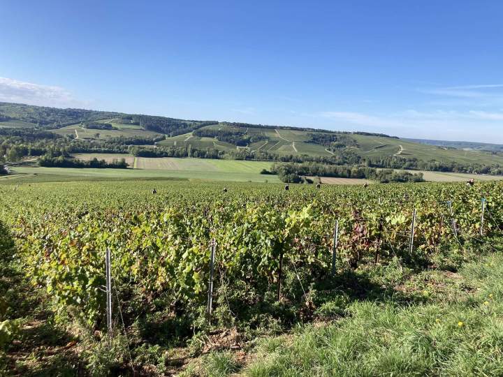 Parcours guidé entre vignes et patrimoine local.